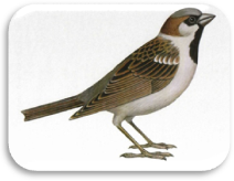 http://dasha46.narod.ru/Encyclopedic_Knowledge/Biology/Animals/Birds/2/Vorobey1.jpg